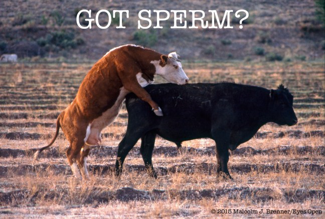 gotsperm?
