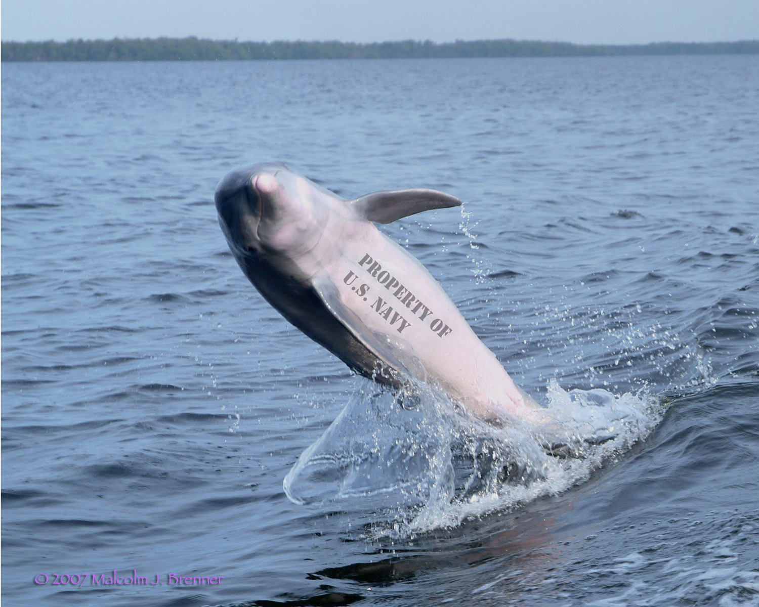 NavyPhin