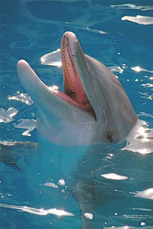 dolphinsmile
