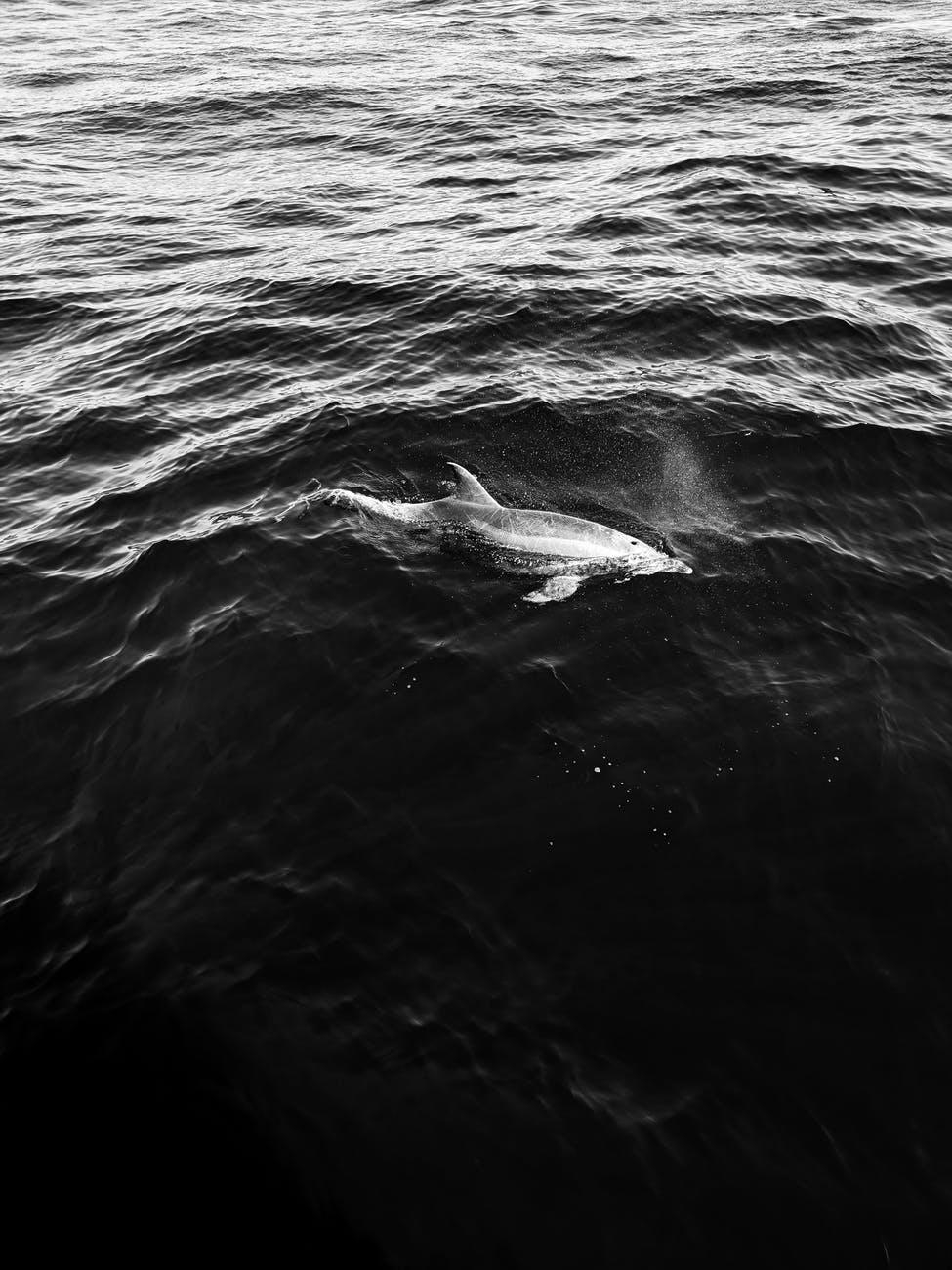greyscale dolphin