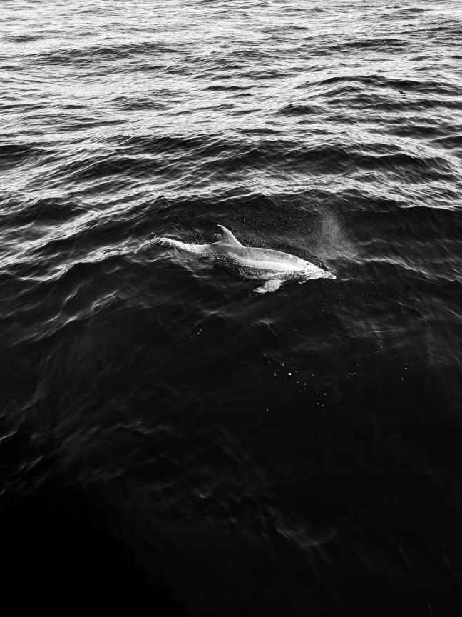 greyscale dolphin