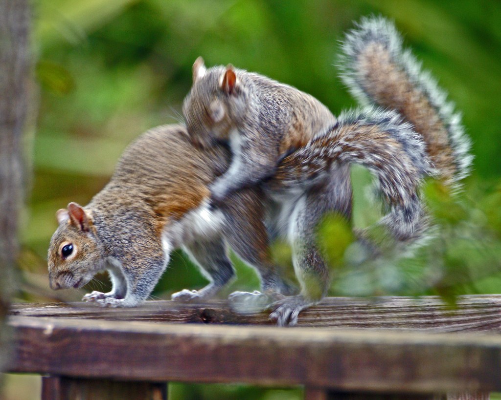 This real photograph of a bizarre sex ritual observed by squirrels in their native habit may have been behind the near fatal man-dog-squirrel encounter. Film at 11.